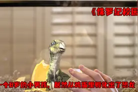 一个8岁男孩，居然用鸡蛋做研究，孵化出了一只恐龙视频封面