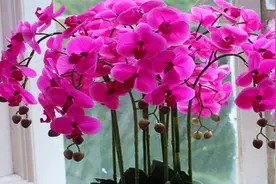 养蝴蝶兰，牢记3“禁忌”，花枝能窜一米高，花大富贵又华丽