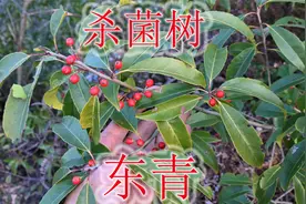 植物冬青寓意是生命，独特见解“杀菌树”，很多人遇见不认识
