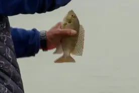 水库垂钓连上不同鱼种，这里的鱼类资源真好