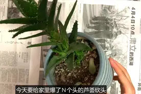 芦荟如何砍头扦插视频封面