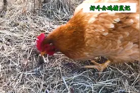 不愧是母鸡中的战斗机，实拍土鸡猛啄老鼠，瞬间灭掉这只害鼠！