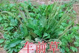 近来比较火的“车前草”，农村老人用来煮鸡蛋，全草普通却珍贵视频封面