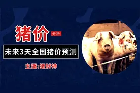 11月15日-明日猪价！猪价翻红大涨！一飞冲天：火力全开！