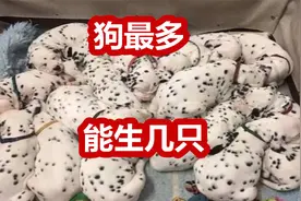 狗狗最多能生几只，卡斯罗犬剖腹产出的小狗数量让人泪目