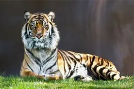 有些动物从未见过老虎，为何第一次见到老虎会吓尿？视频封面