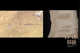 古气候探秘：石笋年层和树轮之间有着怎样的联系呢？一起来看看吧