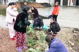 长在树上的岩姜，村民们一个个抠出来，才卖一块钱一斤，看完心酸视频封面