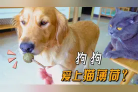 狗狗吃猫薄荷会怎样？猫：比我还上头！