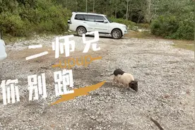 房车露营遇到猪该怎么办？只吃过猪肉没见过猪跑
