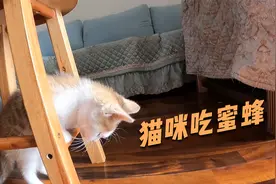 家里的猫喜欢吃虫子，今天又抓了只马蜂吃了起来，脸不会肿？