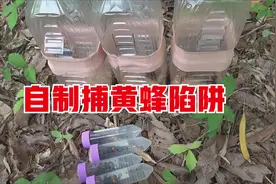 如何用几个塑料瓶抓获大量的黄蜂？视频封面