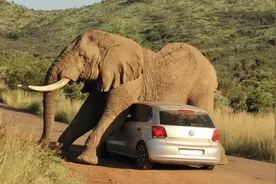 津巴布韦发生大象杀人事件，遇到大象冲来怎么办？这样做或能保命