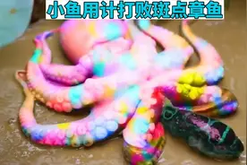 儿童动画：小鱼儿用鱼卵当诱饵，将恶霸章鱼消灭掉