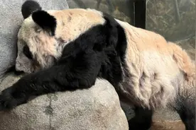 在美志愿者称丫丫有刻板行为！北京动物园：在做准备迎接丫丫回国视频封面