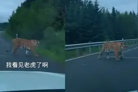 男子驾车路遇野生东北虎，激动得唐僧式碎碎念：想下去拥抱合个影视频封面