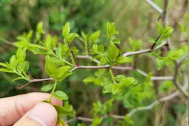 酸枣芽是个宝，遇到就多摘点，做成茶叶保存起来，泡水喝好处多多视频封面