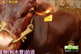 广西隆安县，村民精心养殖利木赞牛，出产的牛肉爽滑香韧特美味！视频封面