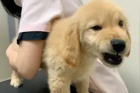 三个月金毛打针时的反应，太让人意外啦！视频封面