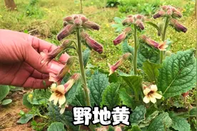 农村的野生地黄到底有啥珍贵？了解它的用途，懂的人当宝