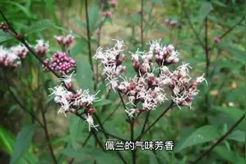 佩兰的功效与作用