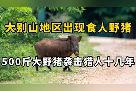 大别山出现食人野猪，村民毫无还手之力，巨型野猪袭击猎人十几年视频封面