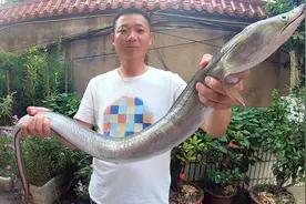 海边人教你大海鳗这样做，剔出鱼片没有1根刺，肉质滑嫩，超好吃