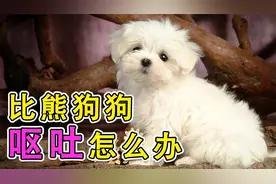 比熊狗狗呕吐怎么办视频封面