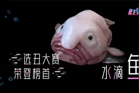 不用化妆本色出演外星人，水滴鱼表情忧伤，是人们对它的误解