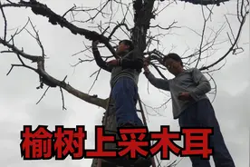 二姑夫家的枯榆树上长满了木耳，老爸上树采，一宁说卖了换酒喝！视频封面