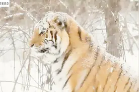 雪地里的老虎和狮子，看着有些心疼，他们真的不冷吗？视频封面