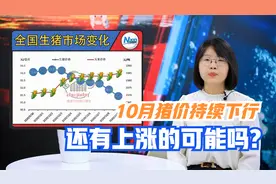 最新猪价预测：10月猪价持续下行，还有上涨可能吗？视频封面