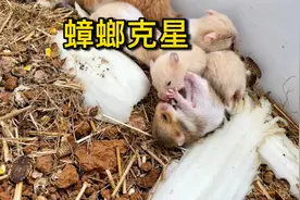 鼠类真是蟑螂天生的克星，仓鼠宝宝为了抢蟑螂吃大打出手视频封面