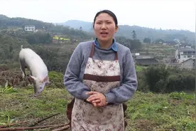 小玉花2400块买了一头小猪仔回家，只有30斤左右，大家说值不值视频封面