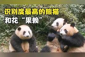 大熊猫花花，自认为叫“果赖”，还知道她有什么称呼吗？