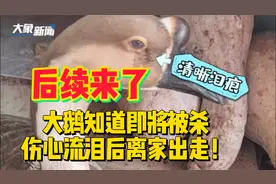 大鹅知道即将被杀伤心流泪后离家出走！后续来了视频封面