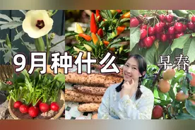 9月种什么？家庭种菜，越种越上瘾。南半球早春版。视频封面