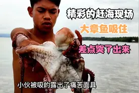 精彩的赶海现场，小伙被大章鱼吸住，差点哭了出来视频封面