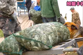 东北螃蟹真便宜！母蟹35公蟹15，一天捞6000斤，今年养殖户发财了