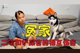 狗狗为何一直对着主人破口大骂？得知原因后，大家千万憋住别笑
