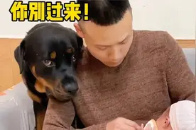 狗狗第一次见没满月的小主人，把他当亲生的宠，女主想靠近都不行视频封面