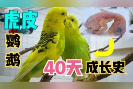 记录虎皮鹦鹉孵化，第0天到第40天变化全过程，最后惊艳了！