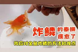 炸鳞的泰狮痊愈了，聊聊我应对金鱼炸鳞的方法和观点