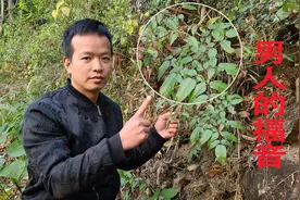 路边常见的带刺檧木，它的药用价值特别高，对很多男人有帮助