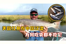 被吃到濒危的美国红鱼，到中国却泛滥成灾，为何吃货都无能为力？