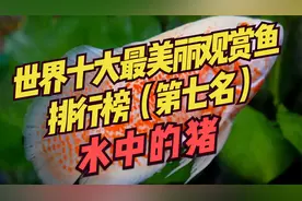 世界十大最美丽观赏鱼排行榜（第七名）：地图鱼~