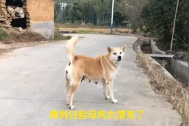 这种土狗就是选家犬型一品颜值色相标准：黄狗白面刀尾三角眼