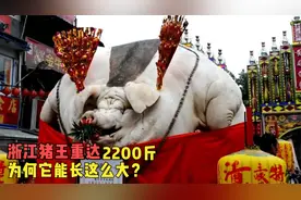 浙江猪王重达2200斤，数次躲过屠刀寿终正寝，为何它能长这么大
