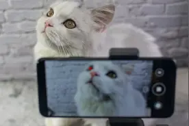 荣耀V30 Pro视频拍摄体验评测 手机拍猫就是这么简单