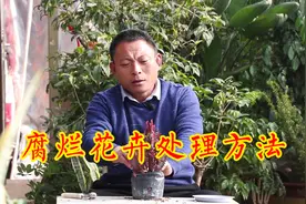 红龙骨腐烂不要扔，经过这“3”步处理，1盆变10多盆！视频封面